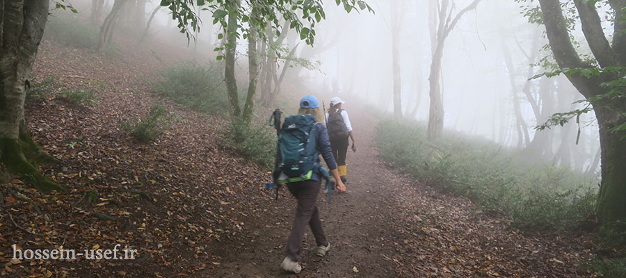 جنگل الیمستان