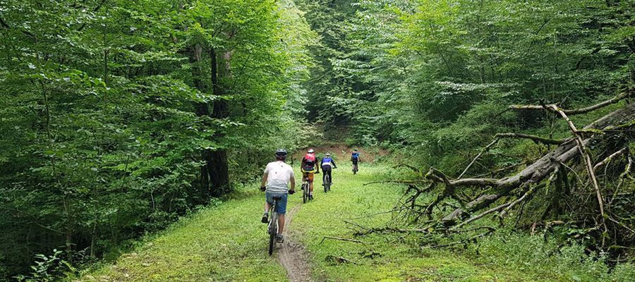 دوچرخه سواری جنگلهای گردنه سر