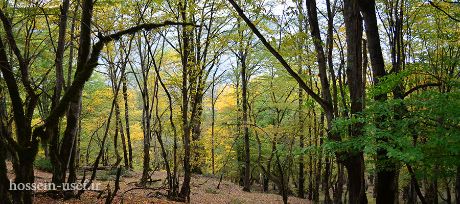 جنگل الیمستان