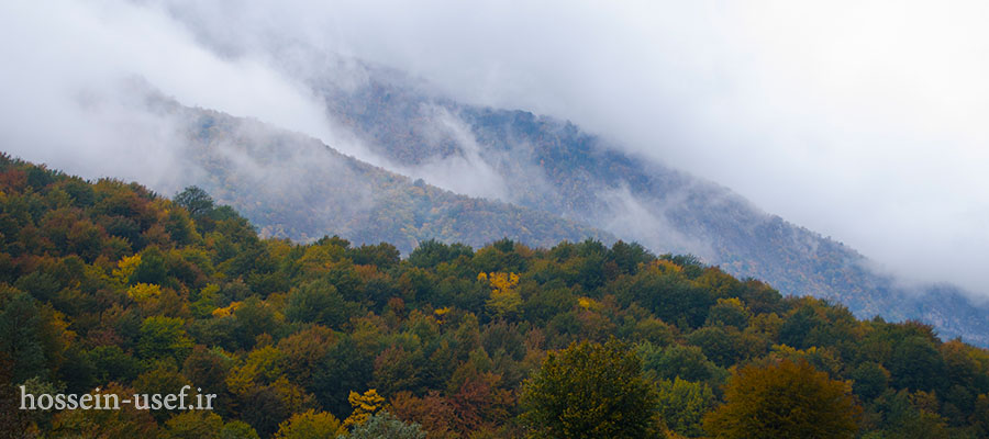 جنگل الیمستان